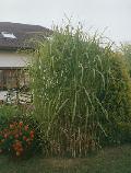 Bambus - Miskant olbrzymi. (Miscanthus gigantheus) W naszym klimacie rośnie do 4 m wysokości. Odporny na mrozy. Cena za 1 sadzonkę- kłącze.
