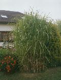 Bambus - Miskant olbrzymi. (Miscanthus gigantheus)  W  naszym klimacie ronie do 4 m wysokoci. Odporny na mrozy. Cena za 1 sadzonk- kcze.